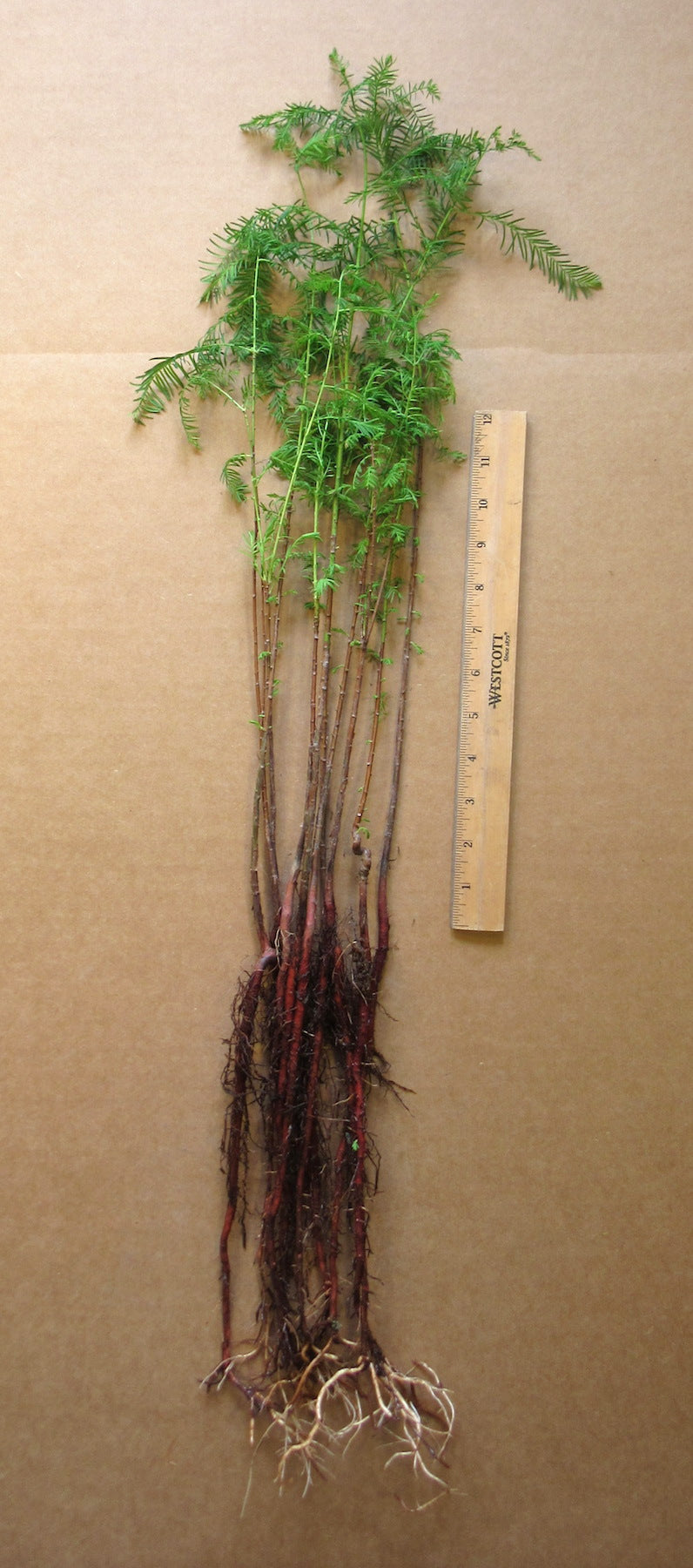 Bald Cypress Bare Root Seedlings 50-pack