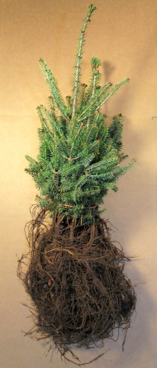 Balsam Fir Bare Root Transplants 100-pack