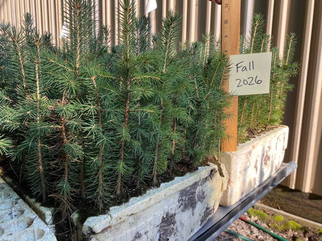 Black Hills Spruce Plug Seedlings 10-pack