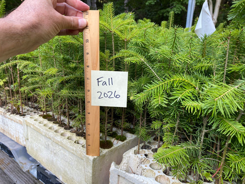 Canaan Fir Plug Seedlings 10-pack