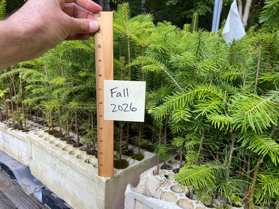 Canaan Fir Plug Seedlings 25-pack