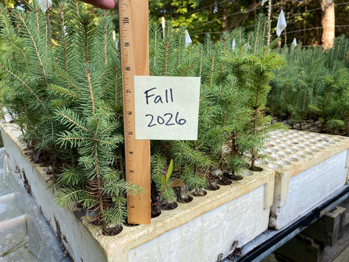 Colorado Blue Spruce Plug Seedlings 10-pack