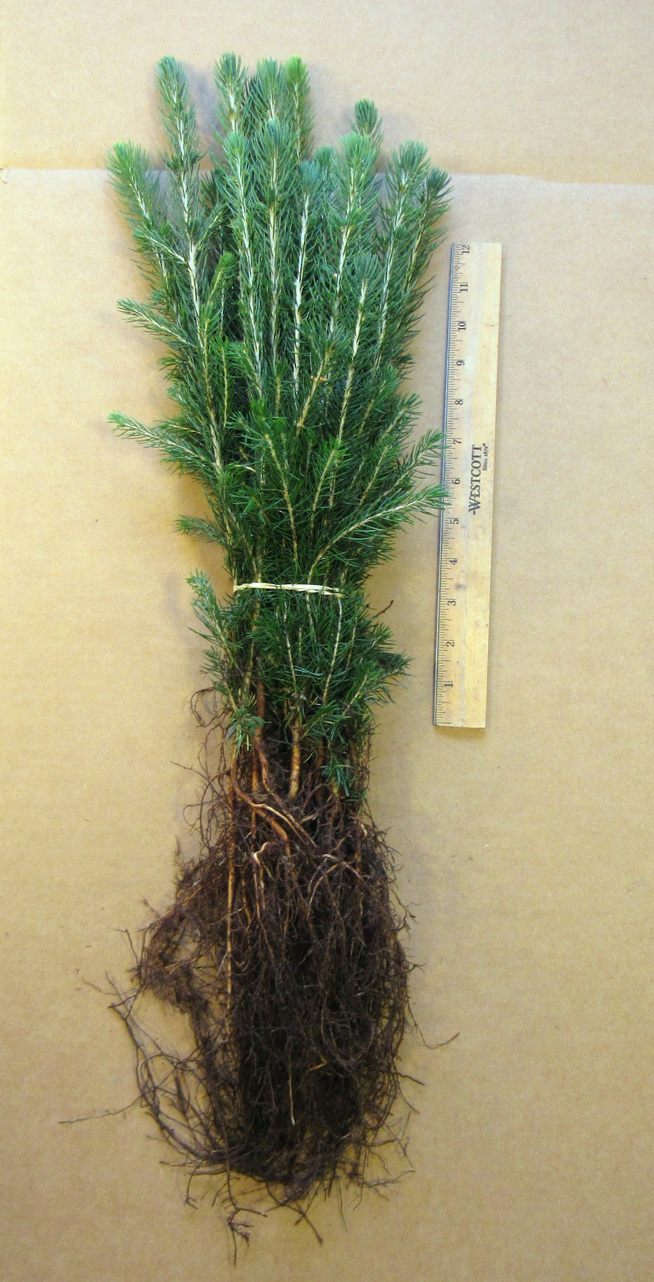 Colorado Blue Spruce Bare Root Seedlings 5-pack
