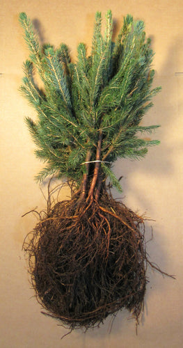 Colorado Spruce Bare Root Transplants 10-pack