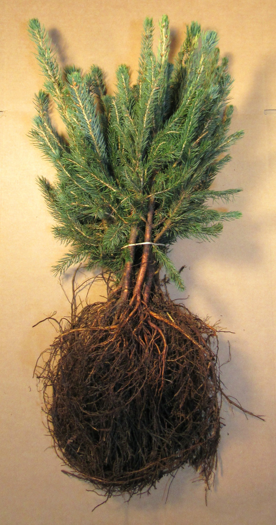 Colorado Spruce Bare Root Transplants 10-pack