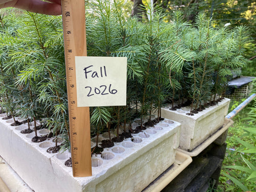 Concolor Fir Plug Seedlings 10-pack