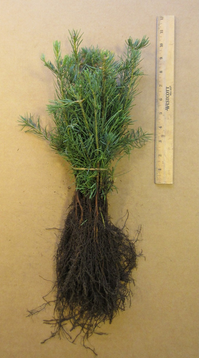 Concolor Fir Bare Root Seedlings 10-pack