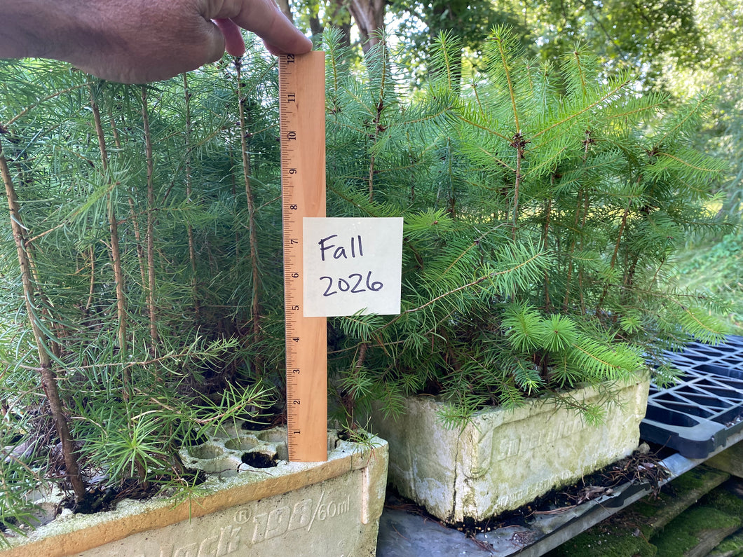 Douglas Fir Plug Seedlings 5-pack