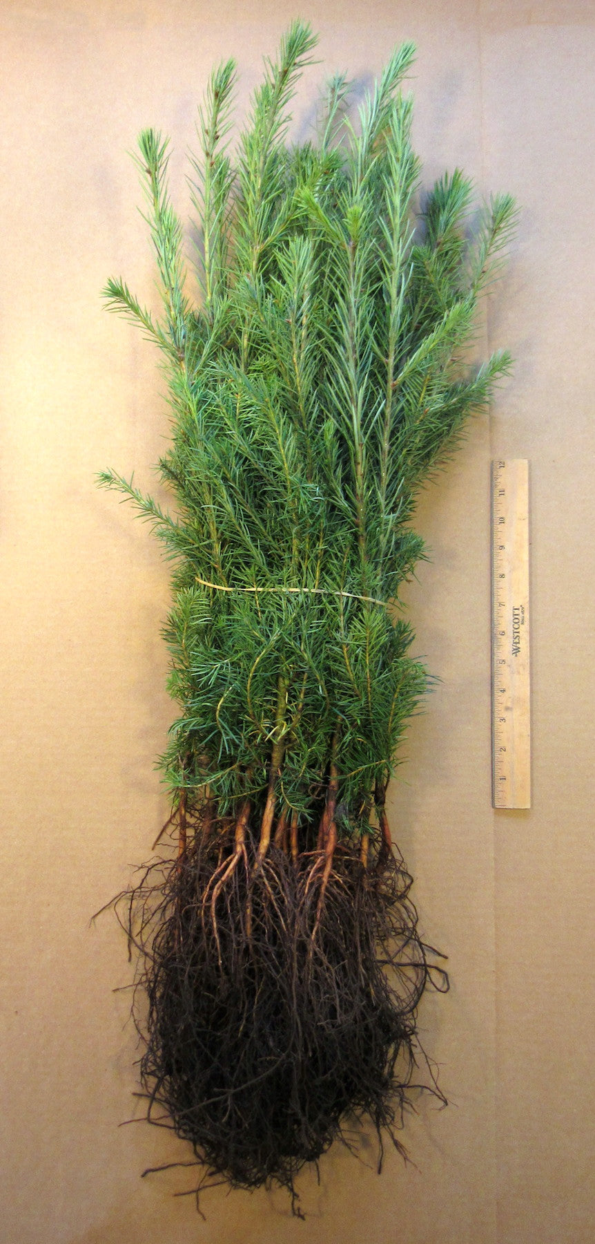 Douglas Fir Bare Root Seedlings 5-Pack