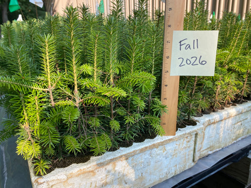 Fraser Fir Plug Seedlings 10-pack