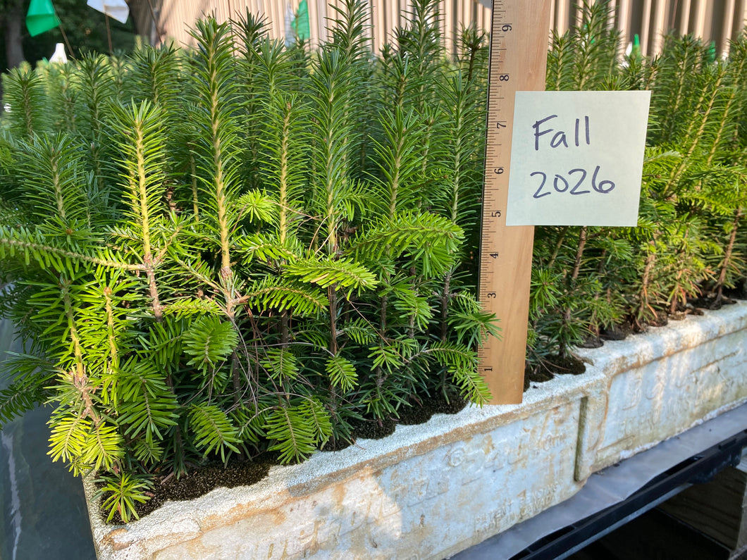 Fraser Fir Plug Seedlings 5-pack