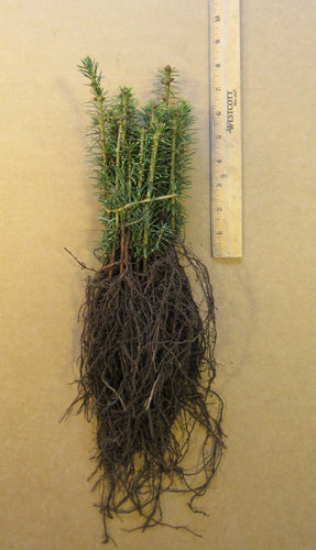 Fraser Fir Bare Root Seedlings 10-pack