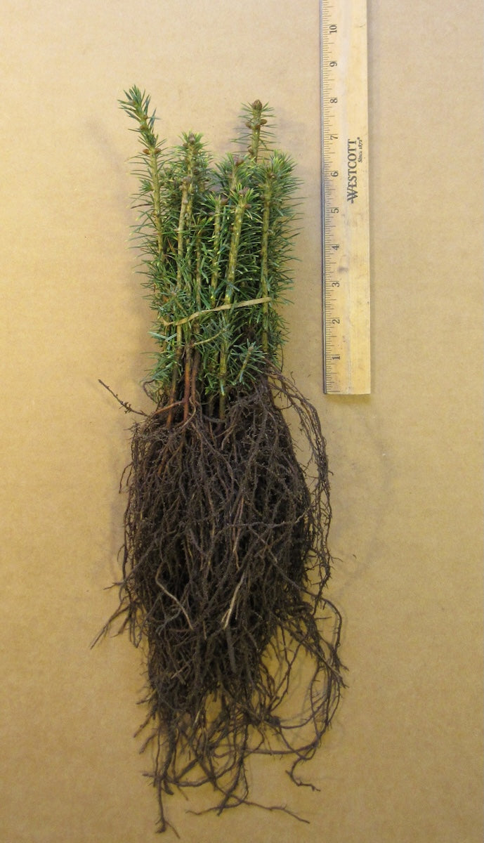 Fraser Fir Bare Root Seedlings 100-pack