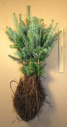 Fraser Fir Bare Root Transplants 10-pack