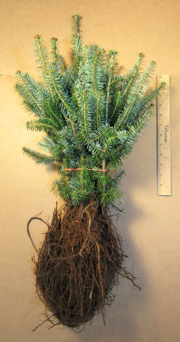 Fraser Fir Bare Root Transplants 50-pack