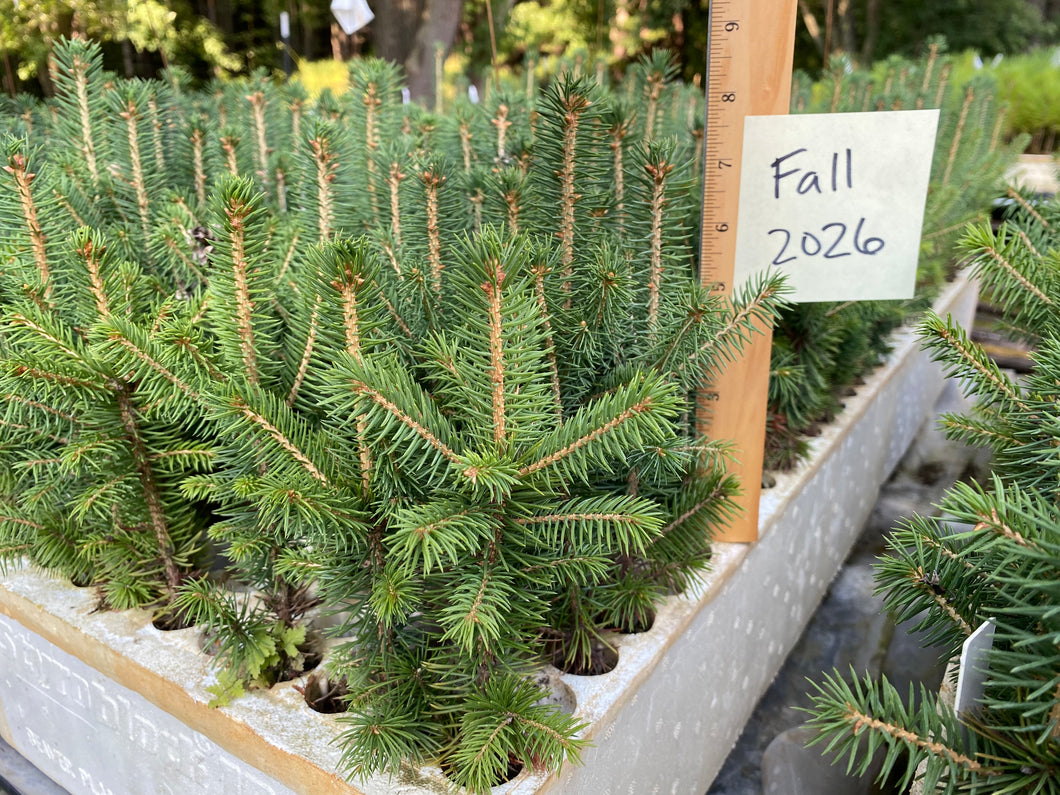 Meyer Spruce Plug Seedlings 10-pack