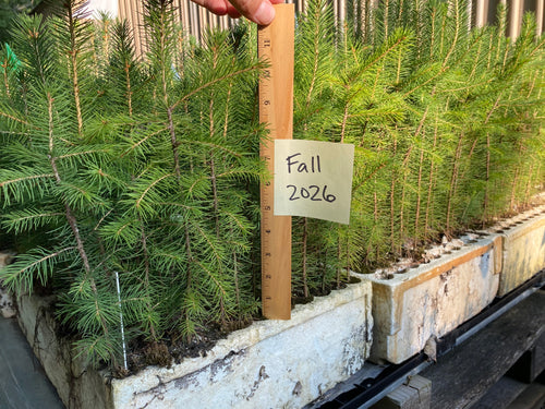 Norway Spruce Plug Seedlings 10-pack