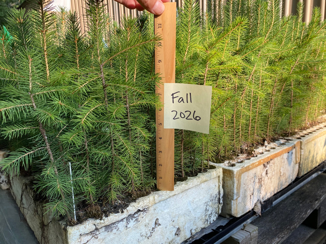 Norway Spruce Plug Seedlings 5-pack