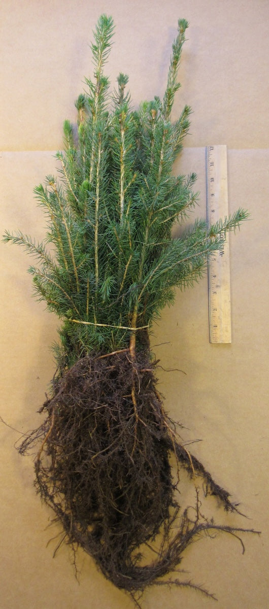 Norway Spruce Bare Root Seedlings 100-pack