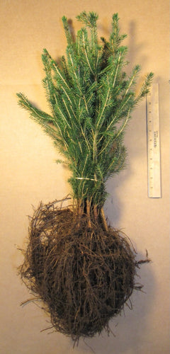 Norway Spruce Bare Root Transplants 10-pack