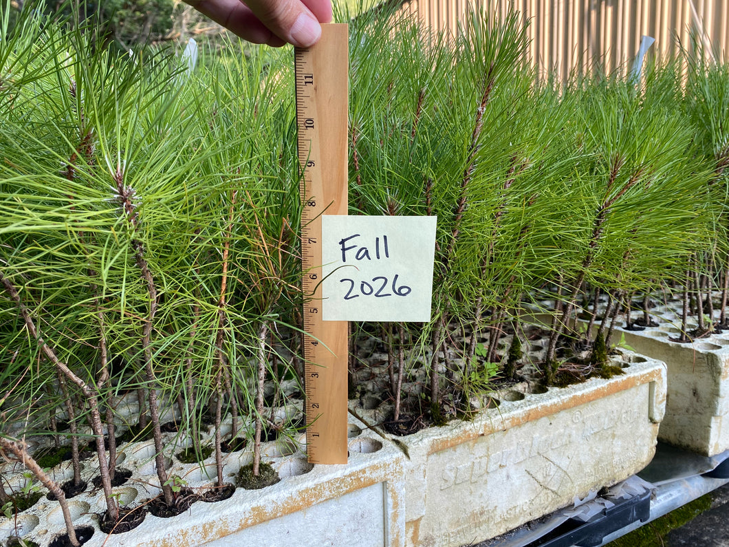 Red Pine Plug Seedlings 10-pack