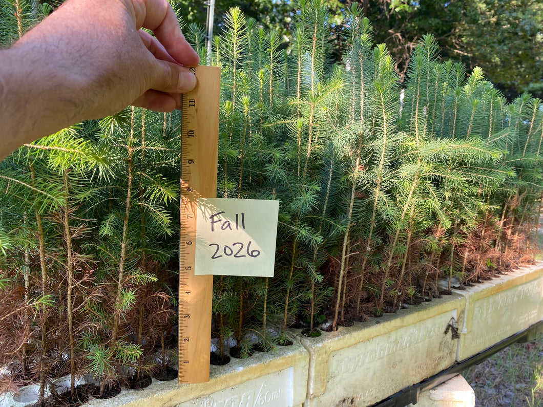 Serbian Spruce Plug Seedlings 50-pack