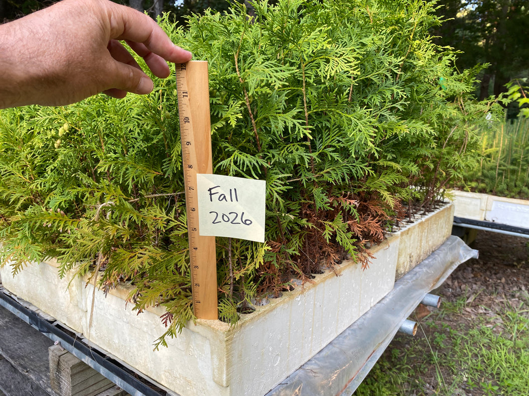White Cedar Plug Seedlings 10-pack