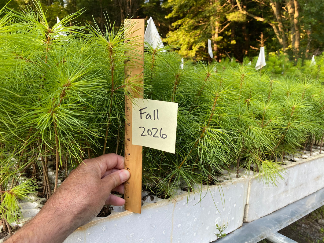 White Pine Plug Seedlings 10-pack