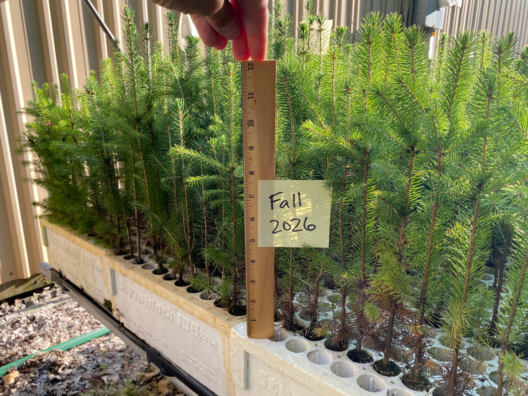 White Spruce Plug Seedlings 10-pack